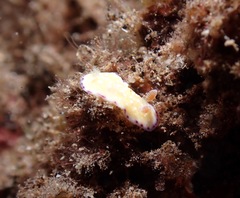 Goniobranchus albopustulosus