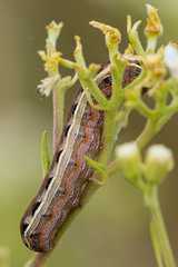 Spodoptera eridania