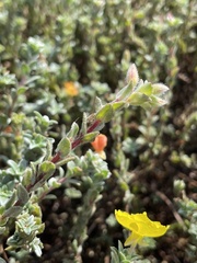 Camissoniopsis cheiranthifolia