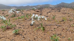 Zephyra compacta