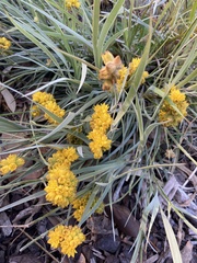 Conostylis candicans