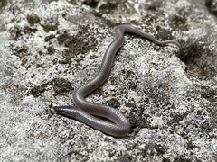 Tantilla gracilis