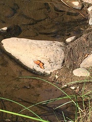 Limenitis archippus obsoleta