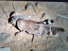 Leprus