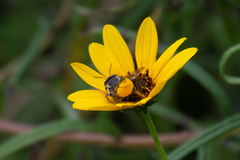 Megachile parallela