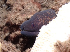 Gymnothorax flavimarginatus