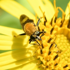 Pterallastes thoracicus