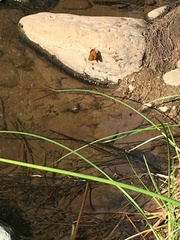 Limenitis archippus obsoleta