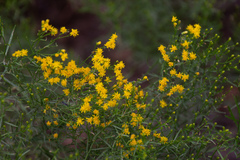 Euthamia leptocephala