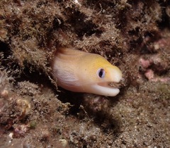 Gymnothorax melatremus
