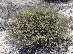 Camissoniopsis cheiranthifolia
