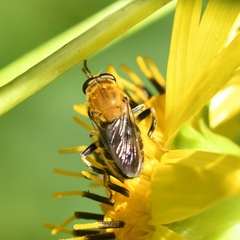 Pterallastes thoracicus