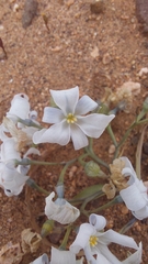 Zephyra compacta