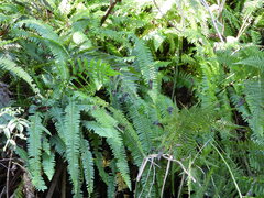 Nephrolepis exaltata