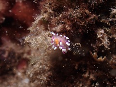 Coryphellina exoptata