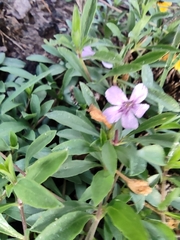 Dyschoriste linearis