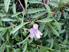 Dyschoriste linearis