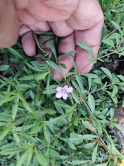 Dyschoriste linearis