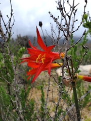 Zephyranthes phycelloides