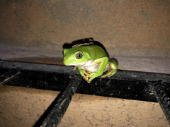 Agalychnis dacnicolor