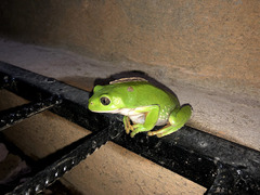 Agalychnis dacnicolor