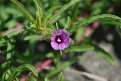 Ipomoea polymorpha