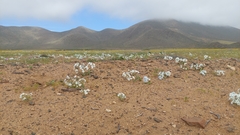 Zephyra compacta