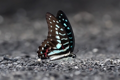 Graphium meyeri