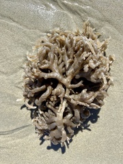 Alcyonidium hauffi
