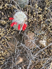 Mammillaria grahamii