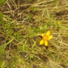 Dyssodia tagetiflora