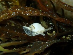 Mesoginella pygmaeoides