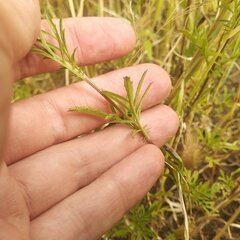 Dyssodia tagetiflora