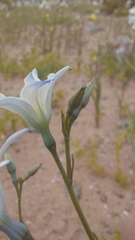 Zephyra elegans