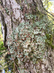 Ricasolia quercizans