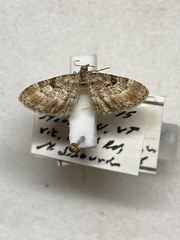 Eupithecia albicapitata