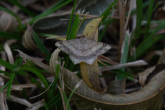 Psamatodes abydata