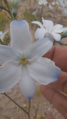Zephyra elegans