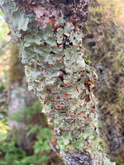 Ricasolia quercizans