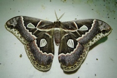 Rothschildia cinctus