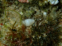 Mesoginella pygmaeoides