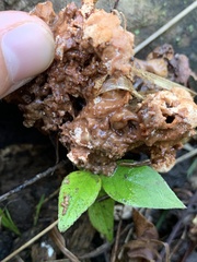 Sebacina sparassoidea