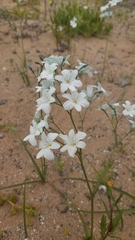 Zephyra elegans
