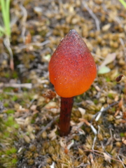 Hygrocybe singeri