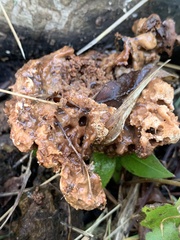 Sebacina sparassoidea