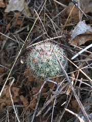 Mammillaria grahamii