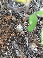 Mammillaria grahamii