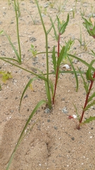Zephyra elegans