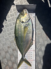 Pseudocaranx georgianus