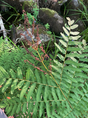 Osmunda spectabilis